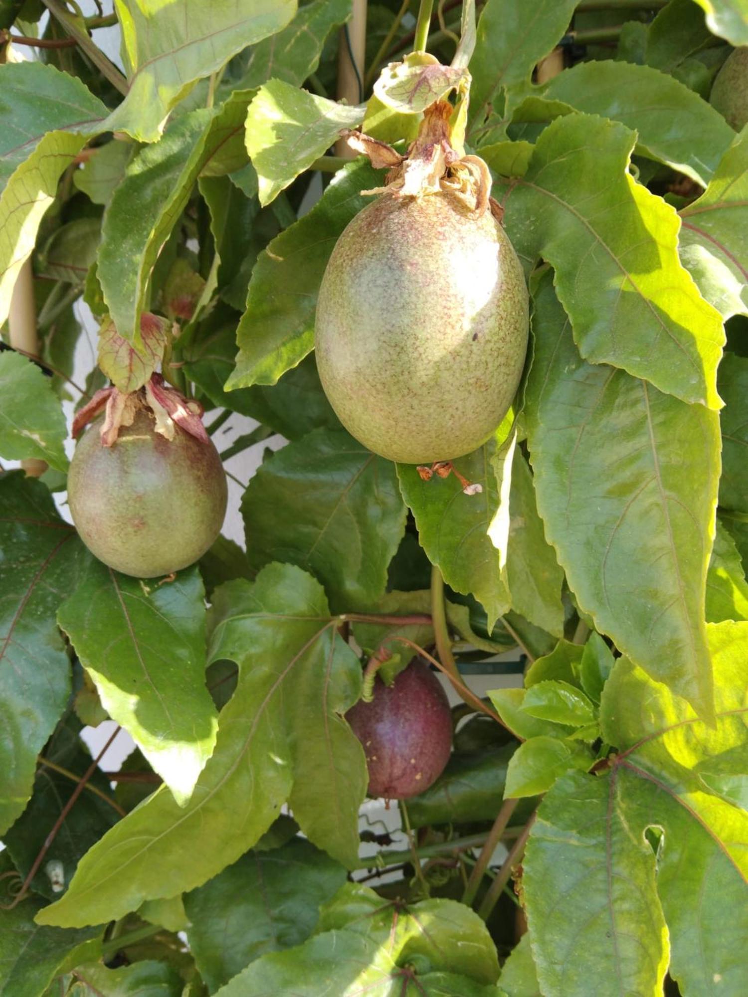 B&B La Granadilla Conchar Ngoại thất bức ảnh